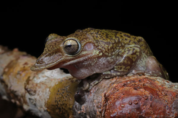 Mexican Shovel-headed Treefrog (Triprion spatulatus)