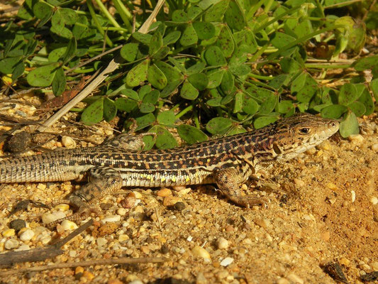 Spiny-footed Lizard (Acanthodactylus erythrurus)
