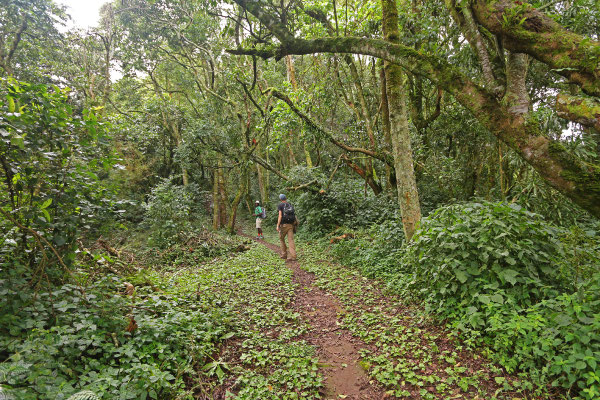 Along the Bwamba Pass.