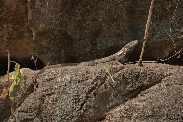 Black Spiny-tailed Iguana (Ctenosaura similis)