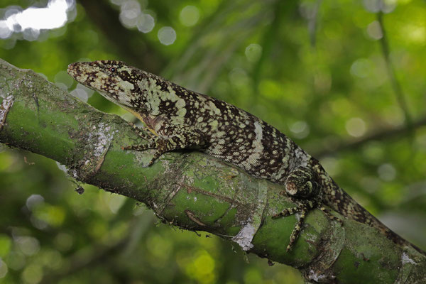 Peter's Anole (Anolis petersii) female