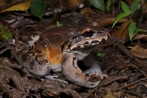 Smoky Jungle Frog (Leptodactylus savagei) 