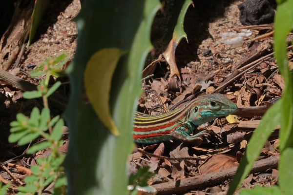 Deppe's Racerunner (Aspidoscelis deppii) adult male