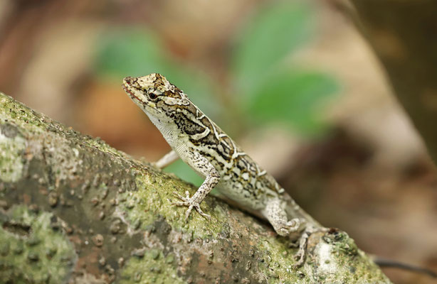 Yucatan Ground Anole (Anolis tropidonotus) gulping down a fat caterpillar.