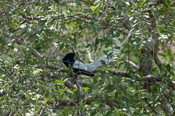 A stunning white morph of the African Paradise Flycatcher (Terpsiphone viridis) performing his courtship dance.