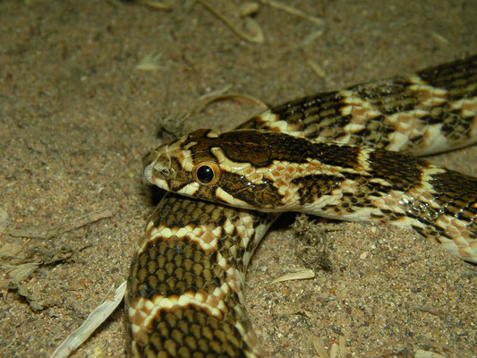 Awl-headed (Lytorhynchus diadema gaddi)