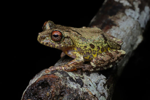 Warty Bright-eyed Frog (Boophis guibei) 