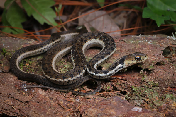 Golden-headed Garter Snake (Thamnophis chrysocephalus)