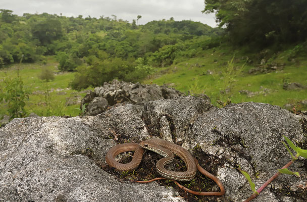 Neotropical Whip Snake (Masticophis mentovarius)