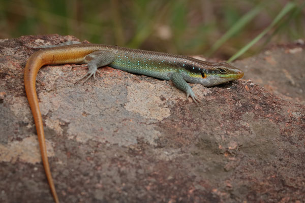 Rainbow Skink (Trachylepis margaritifer) 