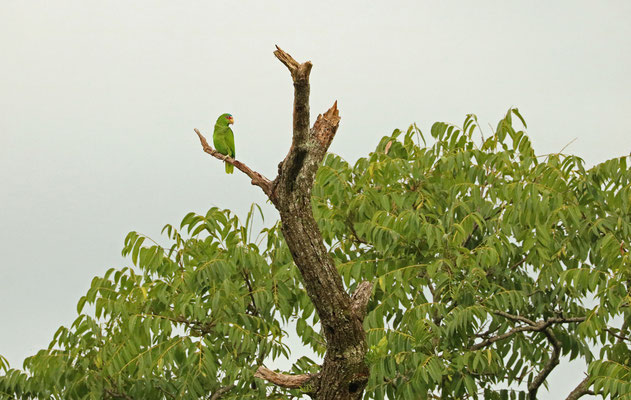 White-fronted Amazon (Amazona albifrons)