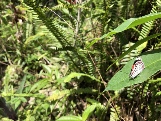 Anna's Eighty-eight (Diaethria anna)