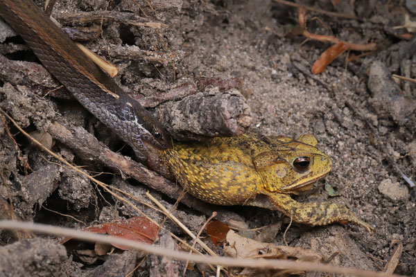 Yellow-bellied Snake (Coniophanes fissidens) eating a Gulf Coast Toad (Incilius valliceps).