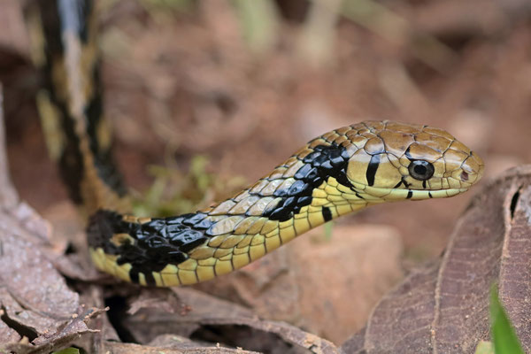 Tiger Ratsnake (Spilotes pullatus) 