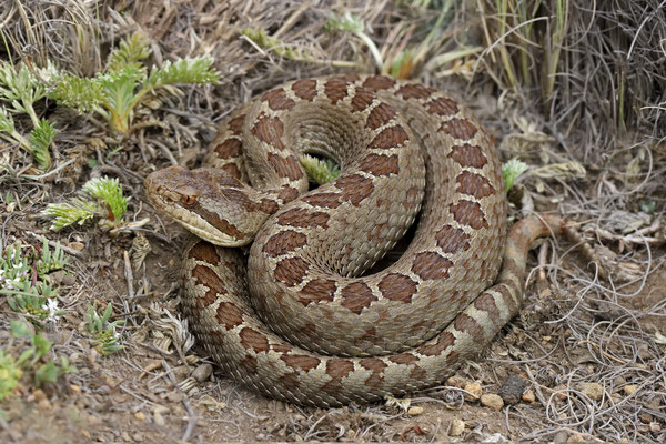 Dusky Rattlesnake (Crotalus triseriatus) 