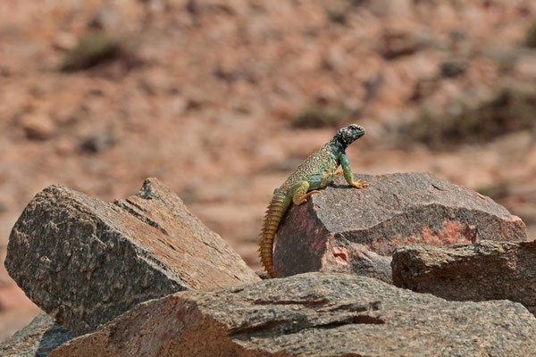 Yemeni Spiny-tailed Lizard (Uromastyx benti) male on the lookout.