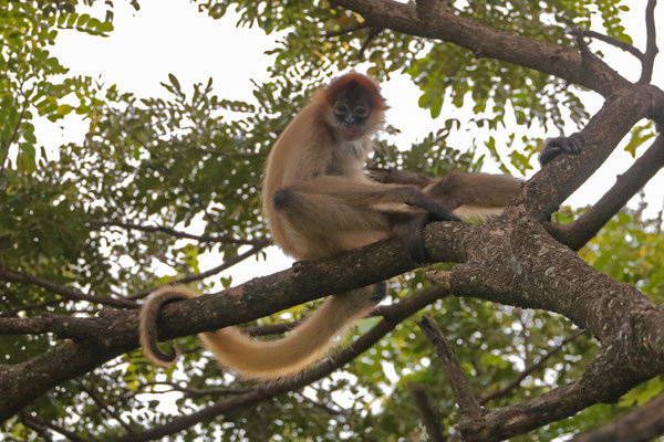 Central American Spider Monkey (Ateles geoffroyi)