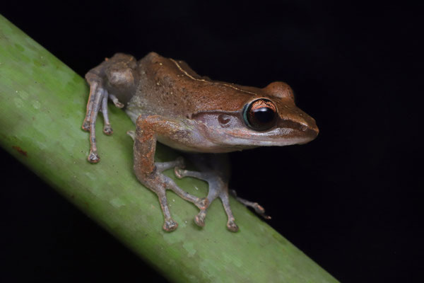 Eastern Bright-eyed Frog (Boophis opisthodon) 