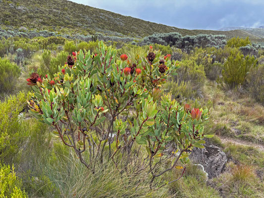 Common Protea (Protea afra)