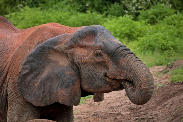 Elephant (Loxodonta africana) enjoying the mineral-rich soil at this saltlick.