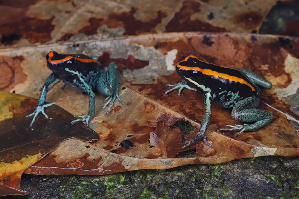 Golfo Dulce Poison Dart Frogs (Phyllobates vittatus)