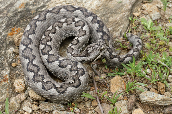 Nose-horned Viper (Vipera ammodytes) 