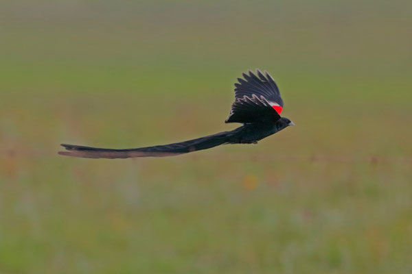Long-tailed Widowbirds (Euplectes progne)