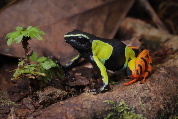 Baron's Mantella (Mantella baroni) 