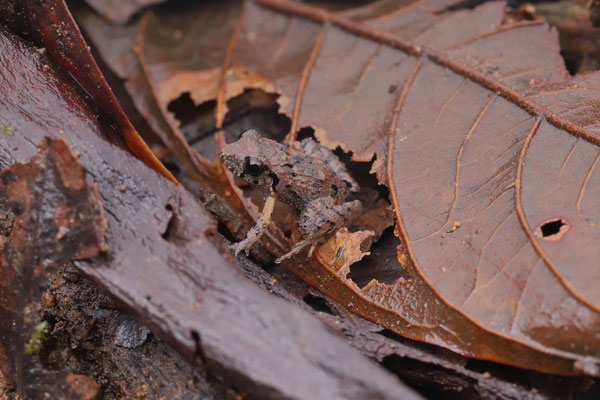 Gabb's Dirt Frog (Craugastor gabbi)