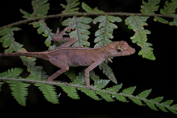 Berriozabal Anole (Anolis parvicirculatus)