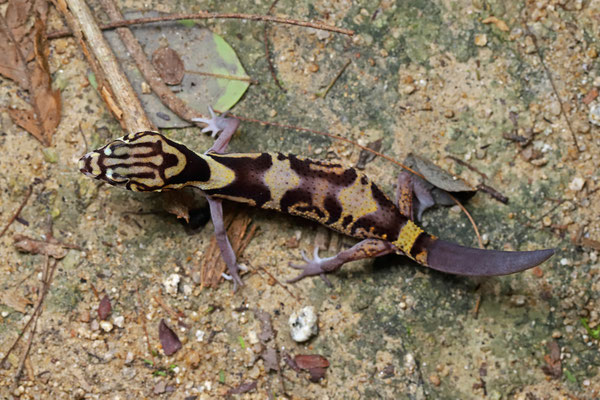 Colima Banded Gecko (Coleonyx nemoralis)