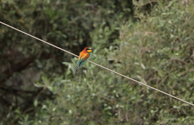 Bee-eater (Merops apiaster) from the balcony.