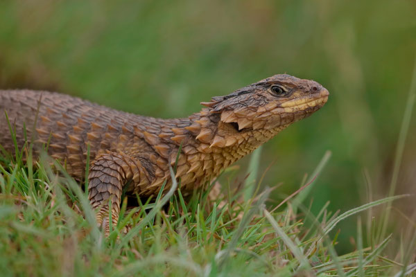 Giant Girdled Lizard (Smaug giganteus)