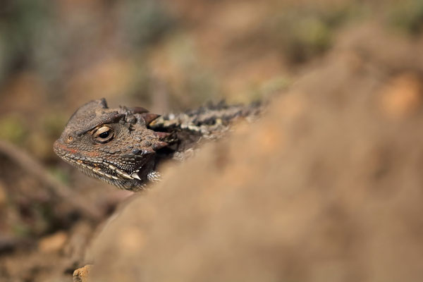 Mexican Plateau Horned Lizard (Phrynosoma orbiculare) 