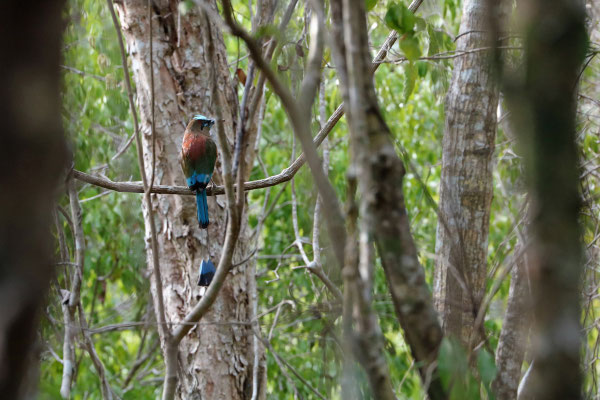 Turquoise-browed Motmot (Eumomota superciliosa) 