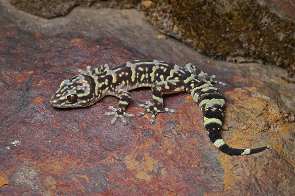 Hawequa Flat Gecko (Afroedura hawequensis)