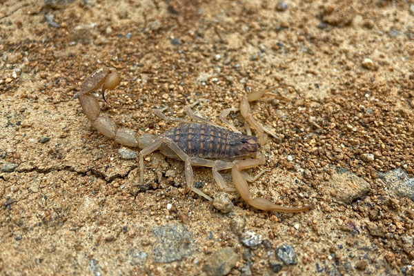 Cyprus Scorpion (Aegaeobuthus cyprius)