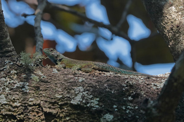 Bocourt's Emerald Spiny Lizard (Sceloporus smaragdinus)