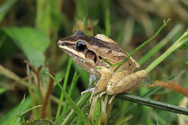 Common Leaf-litter Frog (Craugastor loki)