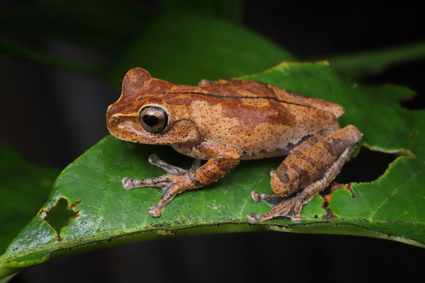 Juanita's Earless Treefrog (Charadrahyla juanitae)