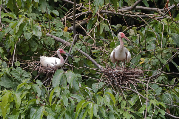 American White Ibis (Eudocimus albus)