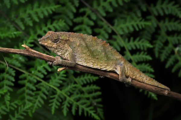 Not all Green Pygmy Chameleon (Rhampholeon viridis) are completely green.