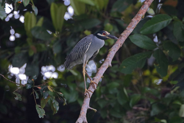 Yellow-crowned Night Heron (Nyctanassa violacea) 