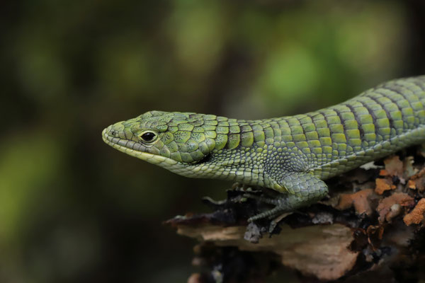 Green Arboreal Alligator Lizard (Abronia graminea) subadult