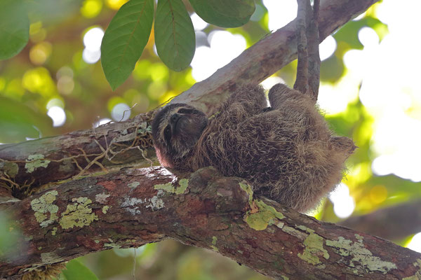 The famous Pygmy Three-toed Sloth (Bradypus pygmaeus) from Escudo, here a cute baby.