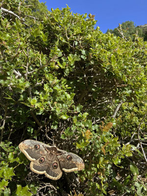 Giant Peacock Moth (Saturnia pyri)