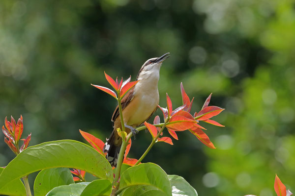 Giant Wren (Campylorhynchus chiapensis) singing