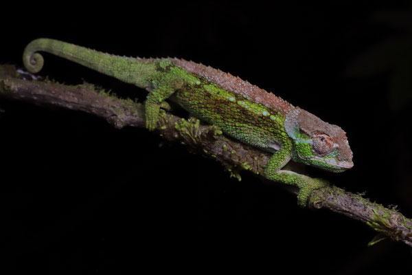 Ukinga Hornless Chameleon (Trioceros incornutus) male