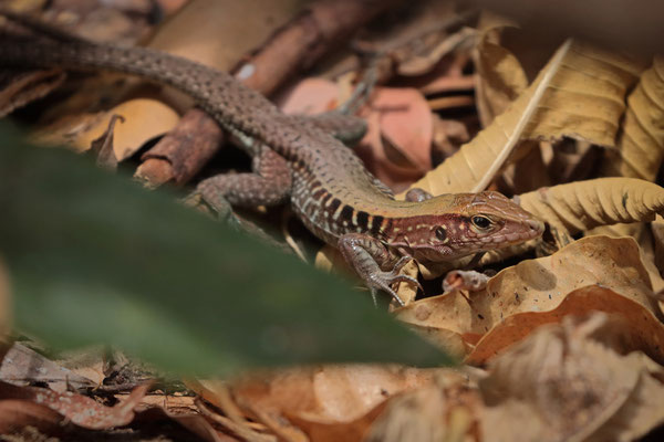 Guatemalan Rainbow Ameiva (Holcosus parvus)