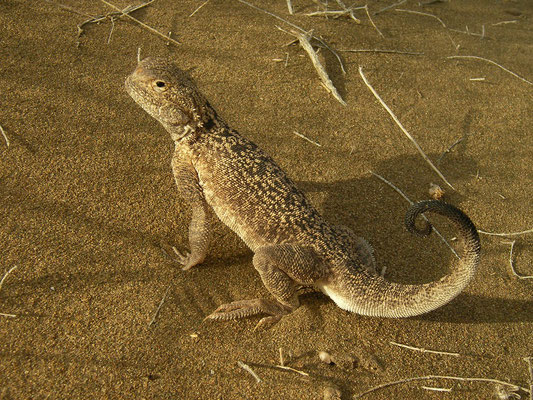 Turan Toad-headed Agama (Phrynocephalus mystaceus), when alerted they curl the tail.